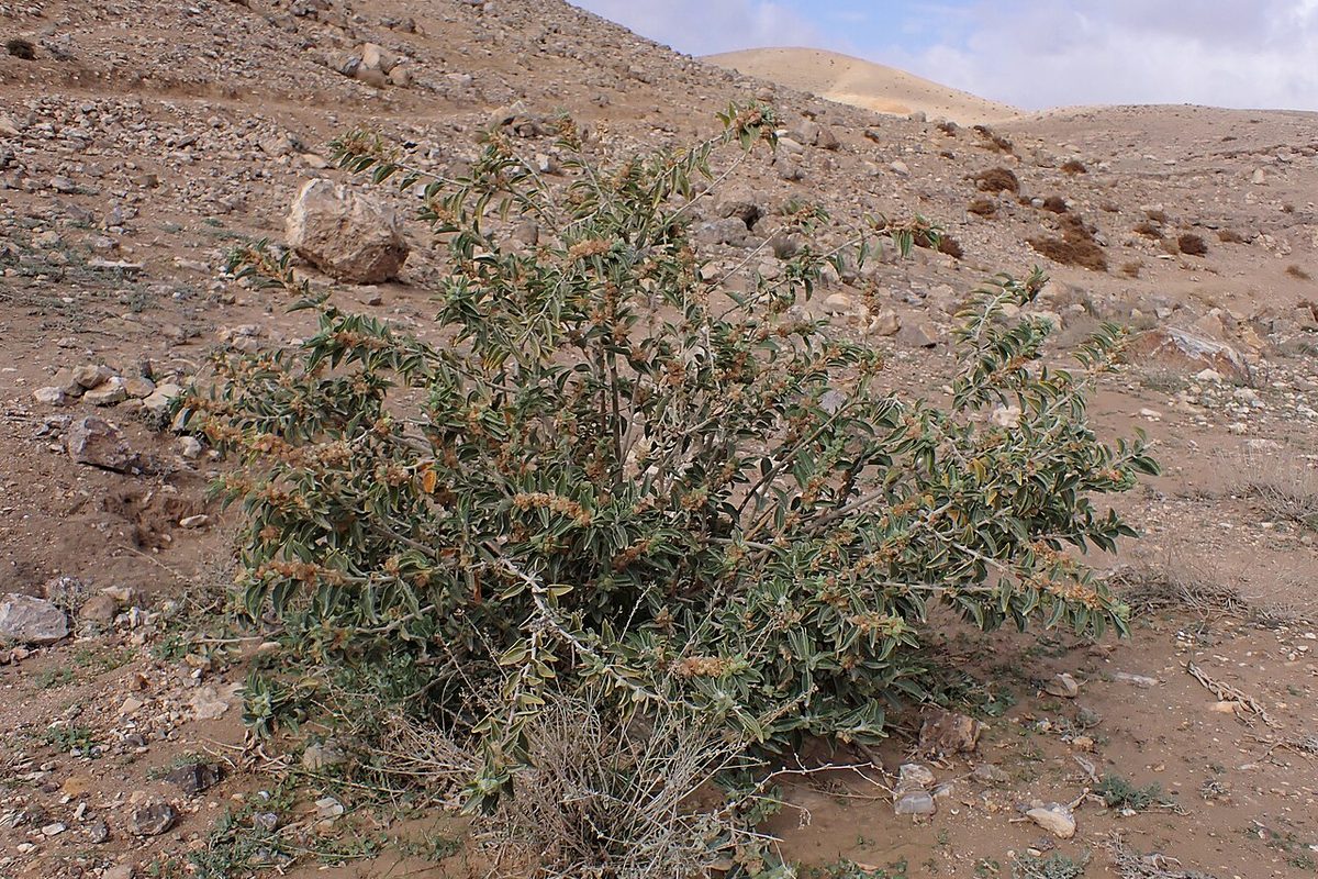 Ashwagandha (Withania somnifera) shrub growing wild on dry, rocky ground