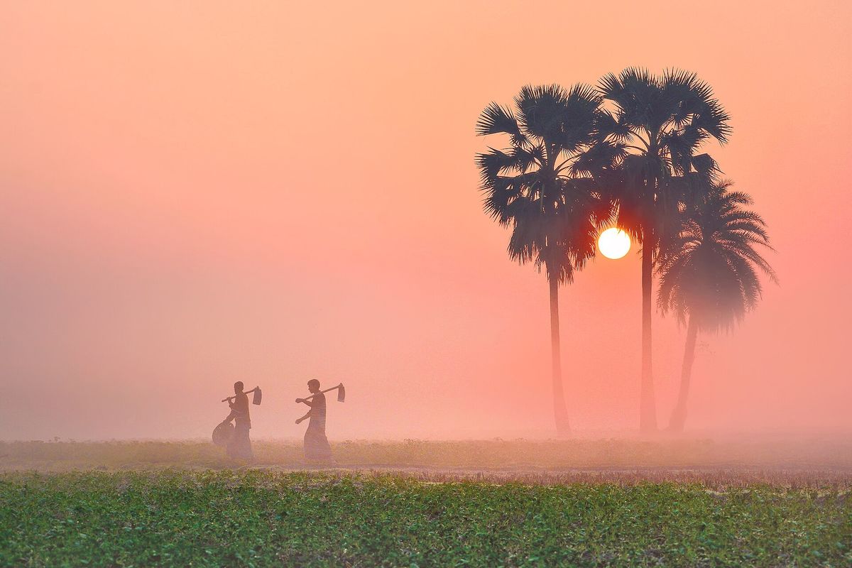 A foggy winter morning with weak sunlight over a field