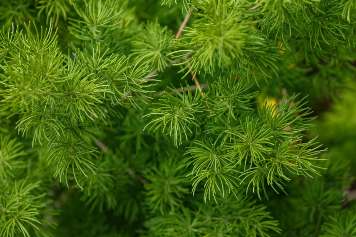 Shatavari (Asparagus racemosus) plant, a classical Ayurvedic herb for women's health